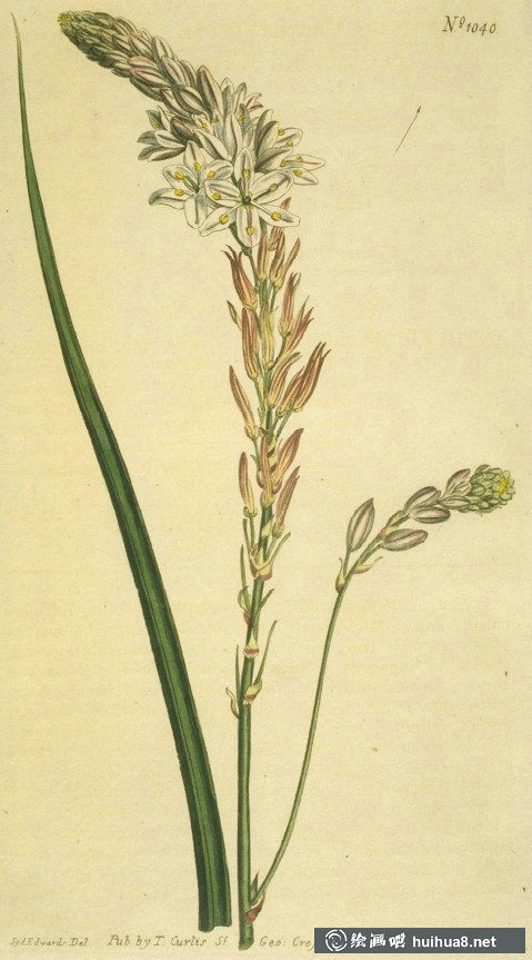 英國(guó)皇家植物園雜志圖欣賞