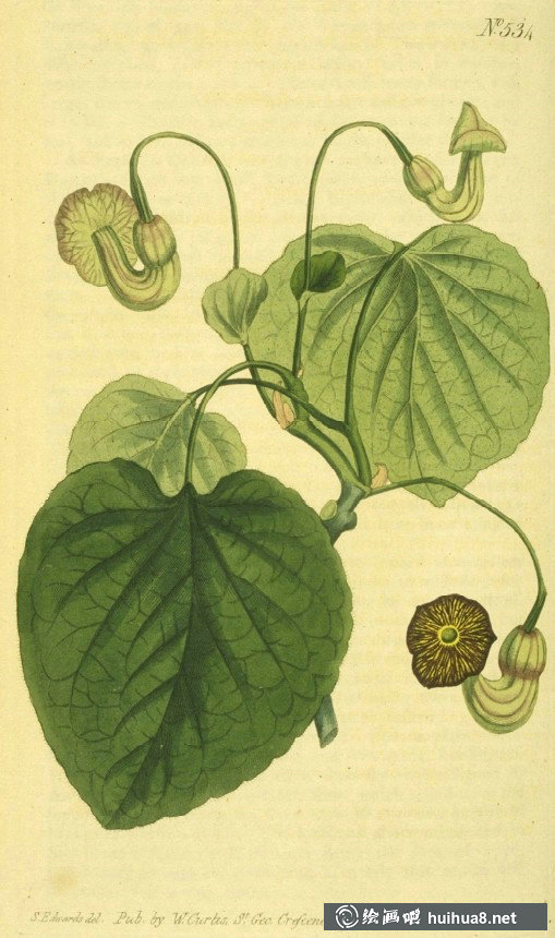 英國(guó)皇家植物園雜志圖欣賞