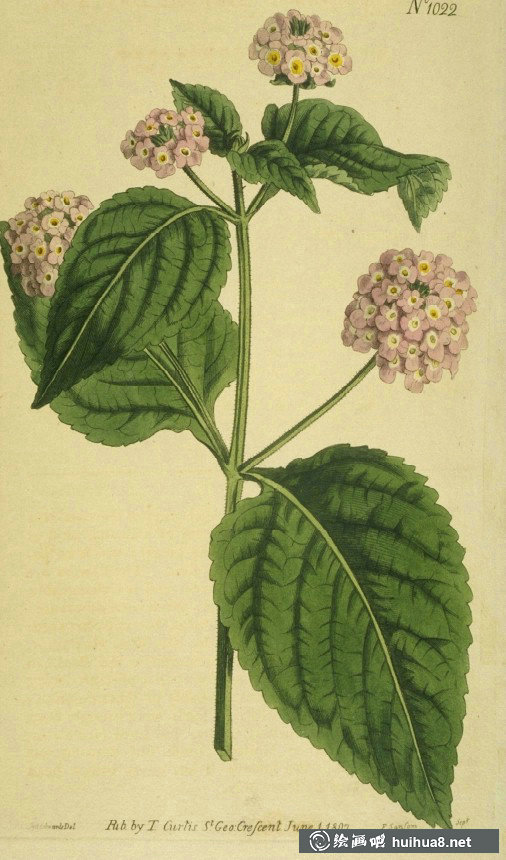 英國(guó)皇家植物園雜志圖欣賞