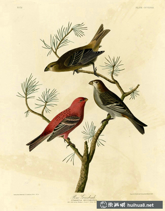 約翰.奧杜邦（John James Audubon）博物畫鳥類作品