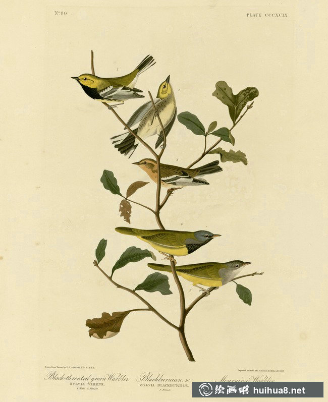 約翰.奧杜邦（John James Audubon）博物畫鳥類作品