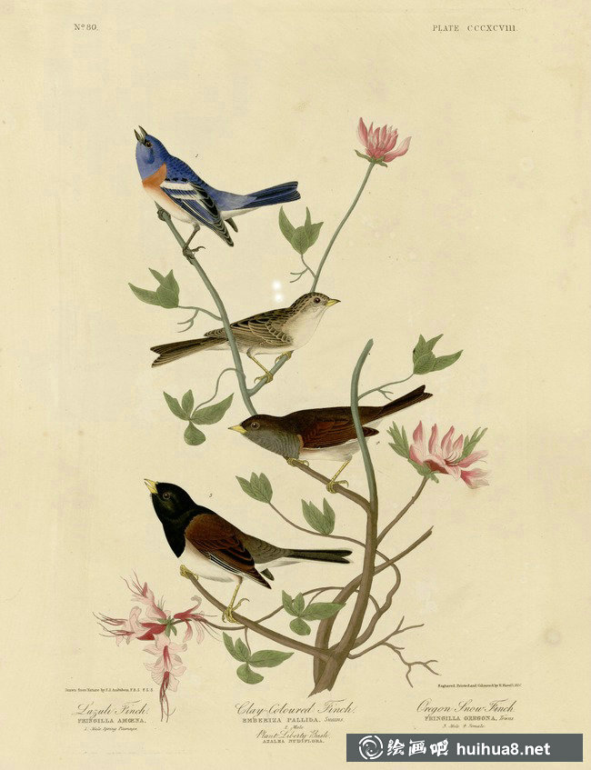 約翰.奧杜邦（John James Audubon）博物畫鳥類作品