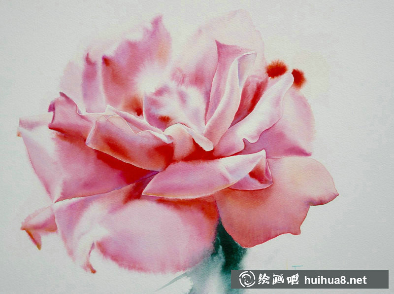 泰國Sattha Homsawat水彩筆下的玫瑰花