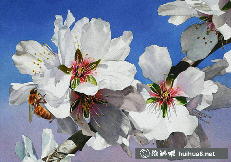瑪麗蓮Wear自然動植物水彩作品
