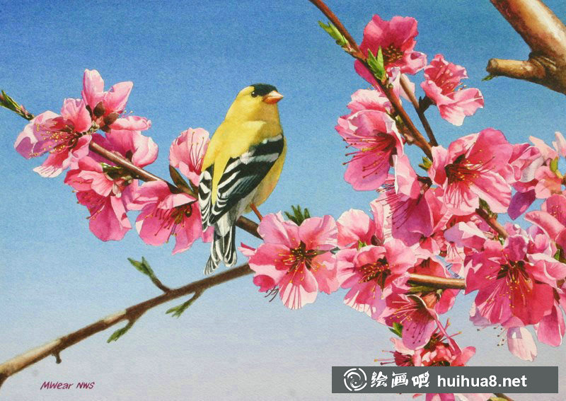 瑪麗蓮Wear自然動植物水彩作品