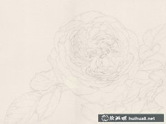 歐月玫瑰水彩繪教程分解步驟