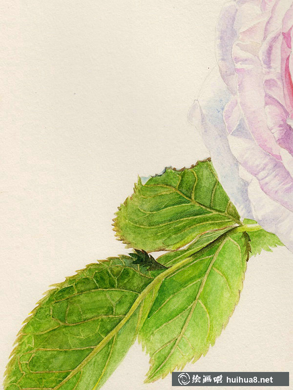 歐月玫瑰花水彩繪畫寫實(shí)教程分解