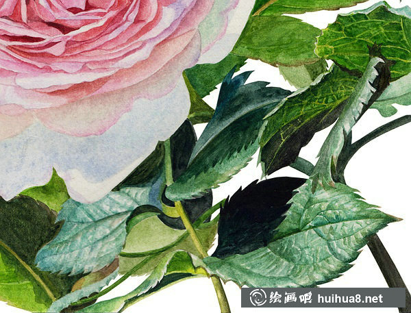 歐月玫瑰花水彩繪畫寫實(shí)教程分解