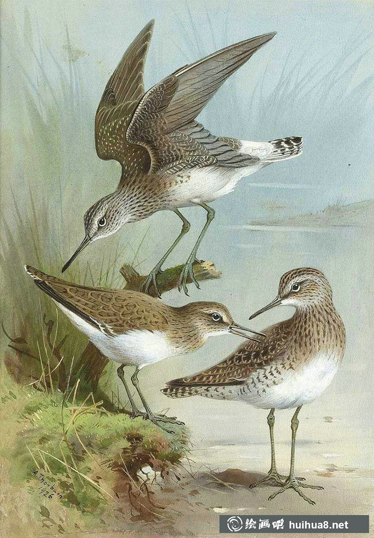蘇格蘭畫家Archibald Thorburn鳥類作品