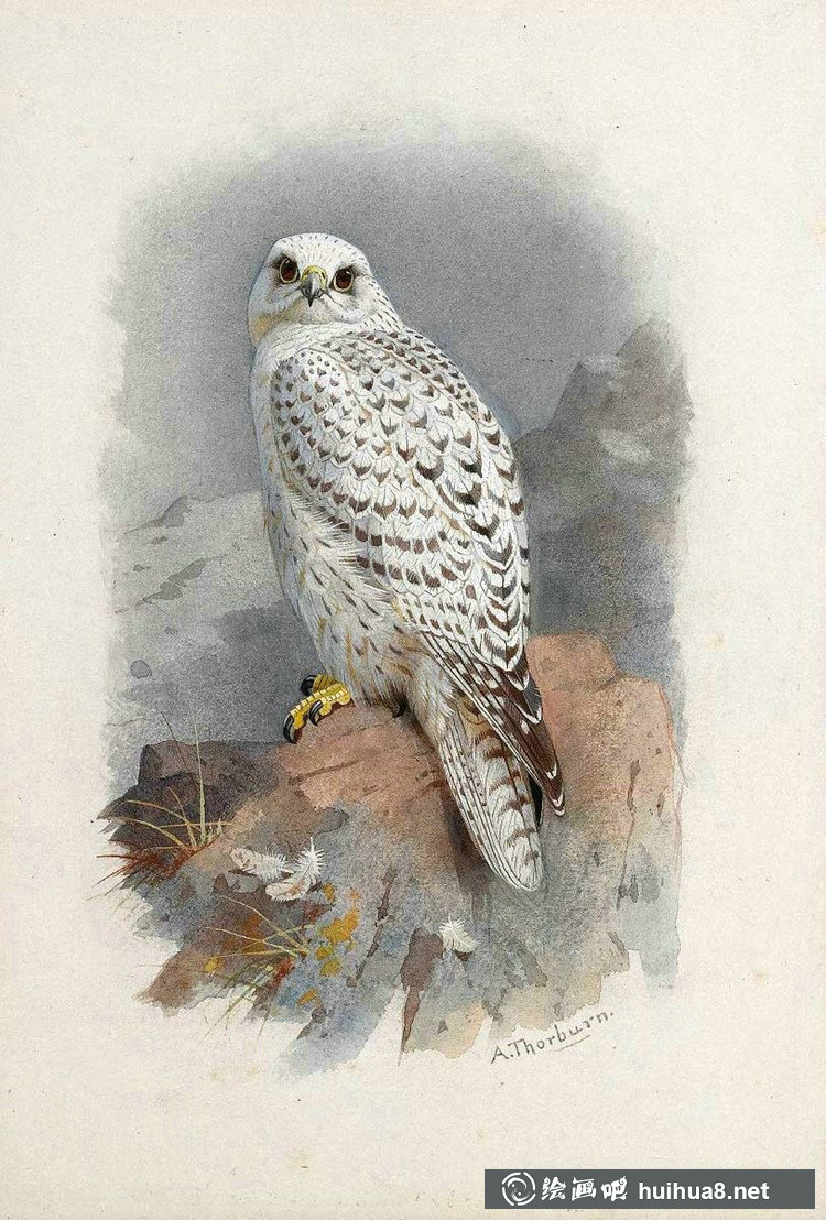 蘇格蘭畫家Archibald Thorburn鳥類作品