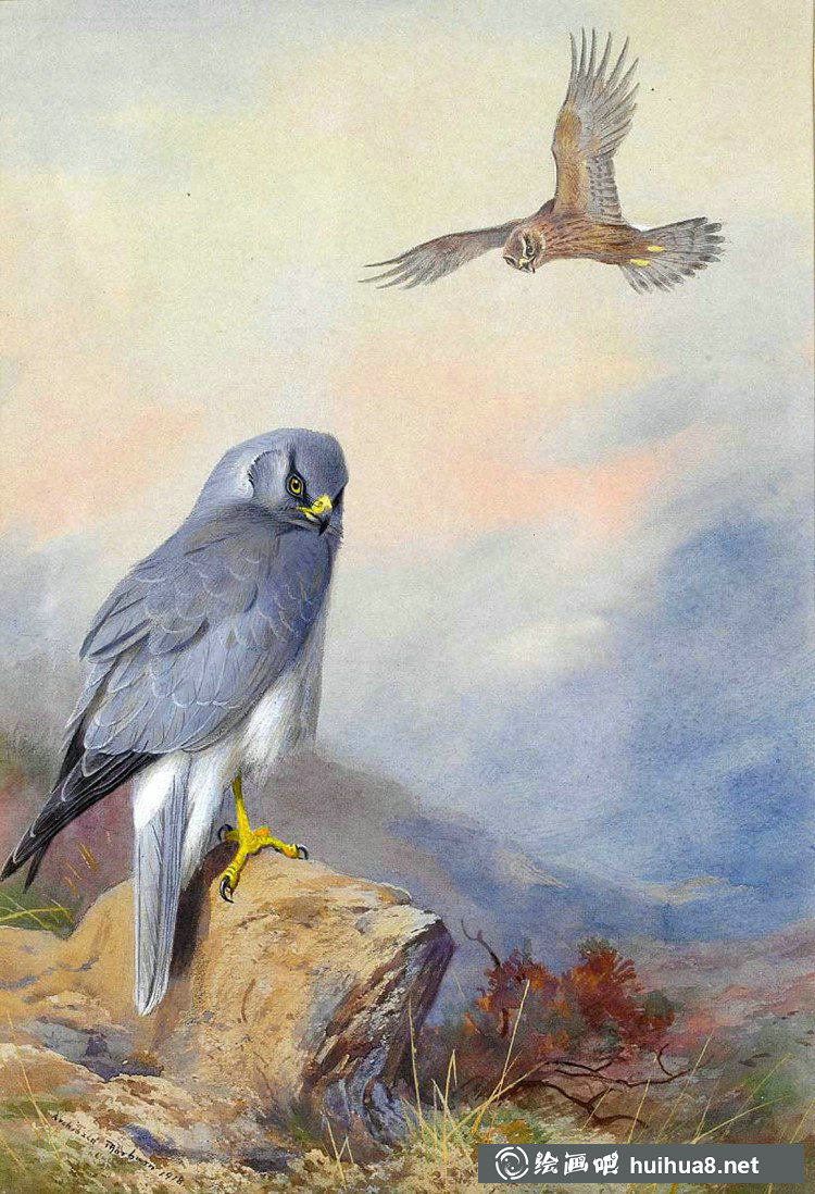 蘇格蘭畫家Archibald Thorburn鳥類作品