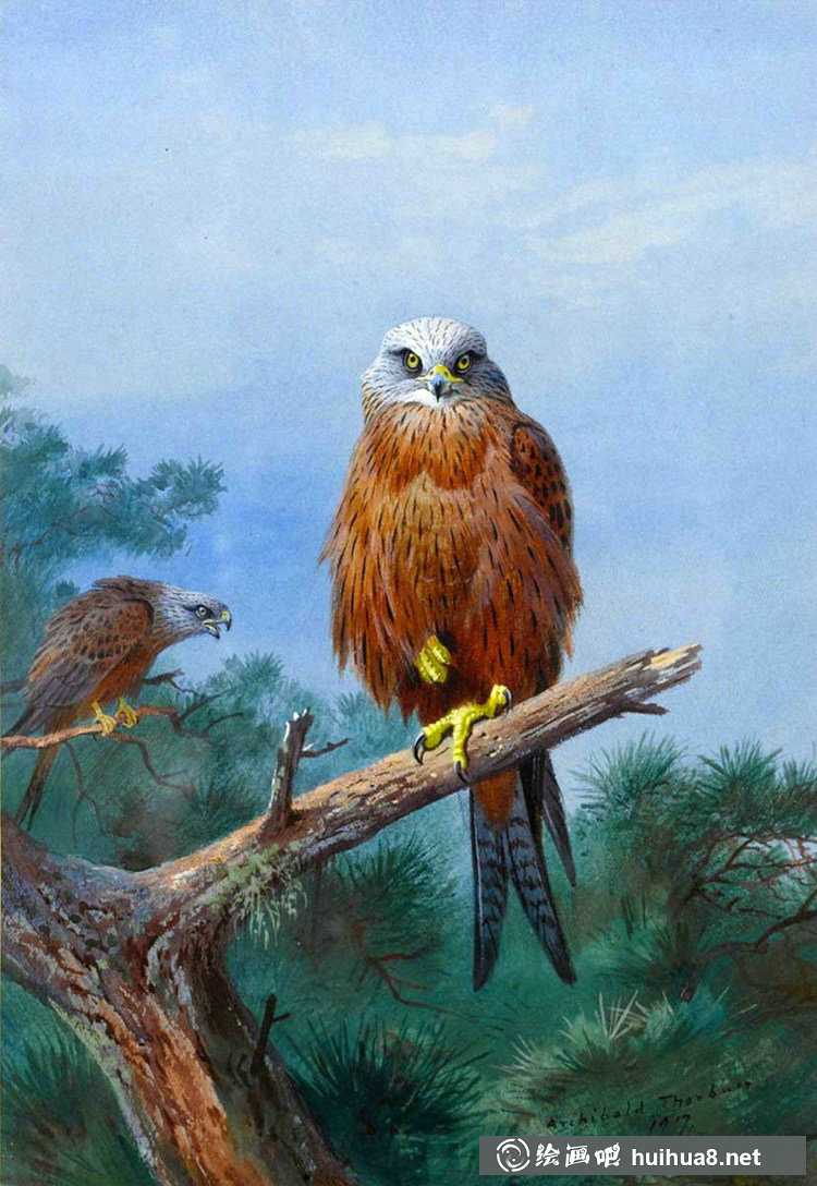 蘇格蘭畫家Archibald Thorburn鳥類作品