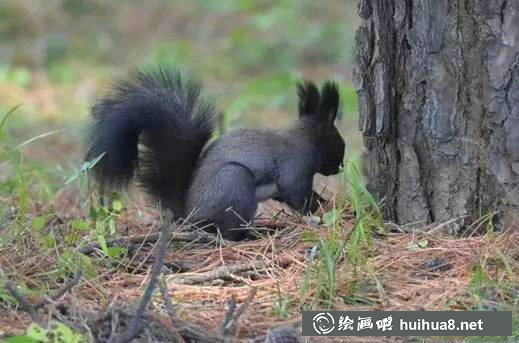 水彩畫筆筆頭筆毛詳細(xì)介紹大全
