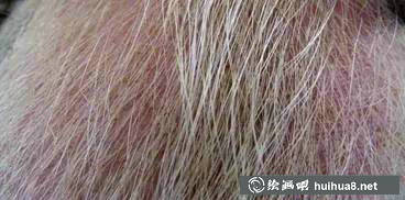 水彩畫筆筆頭筆毛詳細(xì)介紹大全