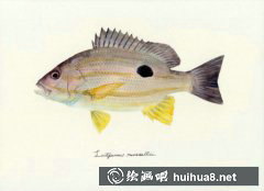 魚(yú)水彩畫(huà)作品品鑒