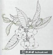 枇杷工筆畫教程解析