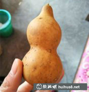 水粉畫(huà)葫蘆教程：手繪技法解析