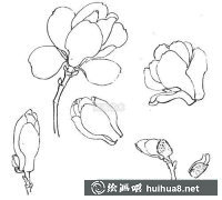 玉蘭花國畫入門步驟詳解
