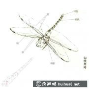 蜻蜓工筆畫教程分享