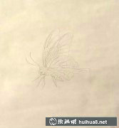 蝴蝶工筆畫技法詳解