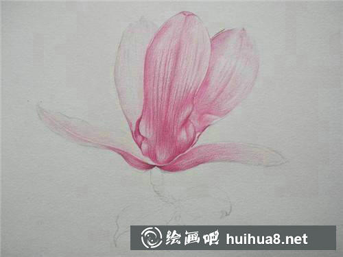桃花繪制步驟3