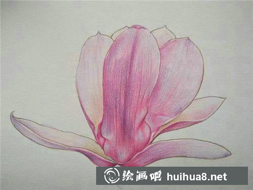 桃花繪制步驟4