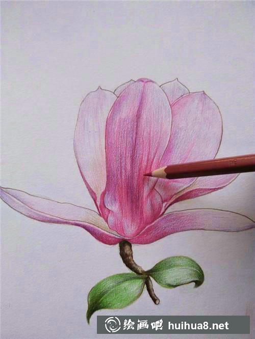 桃花繪制步驟7