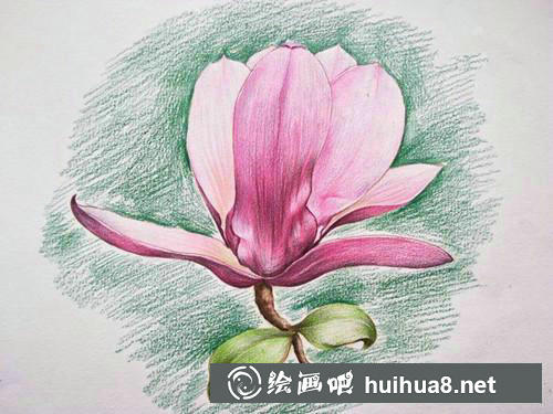桃花繪制步驟8