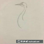 丹頂鶴速寫教程分享