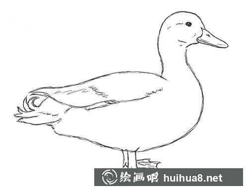 5 鴨脖子和身體細節(jié)