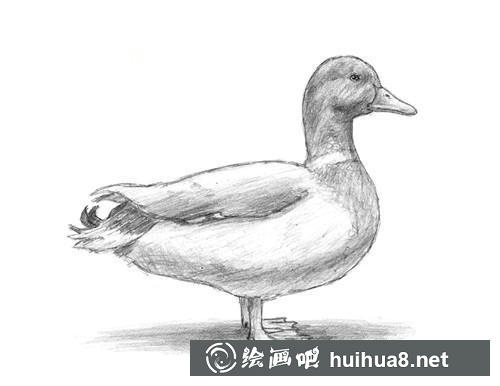 6 鴨陰影和投影