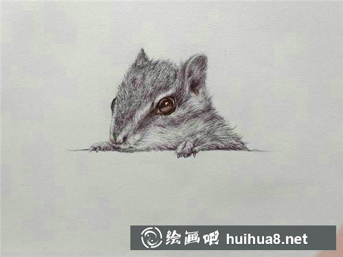 松鼠毛發(fā)細(xì)節(jié)