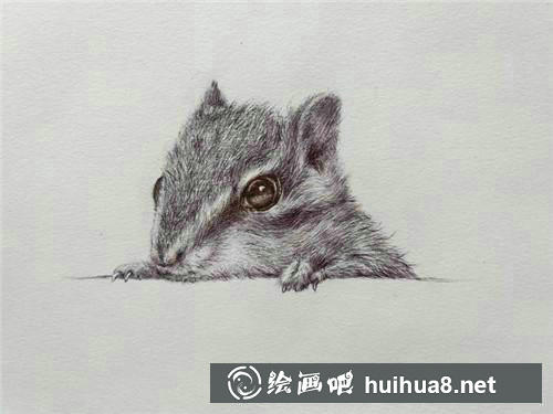 松鼠加深顏色