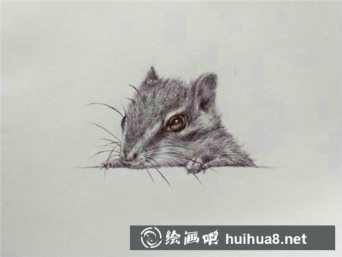 松鼠胡須
