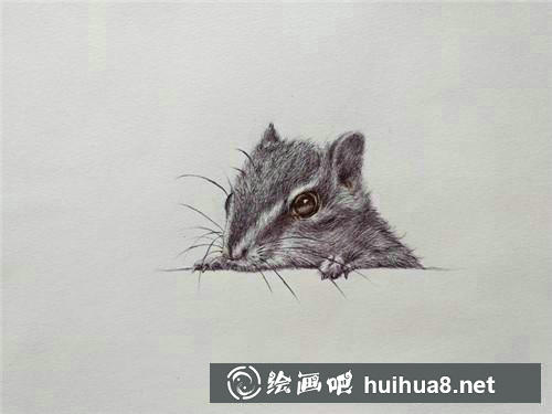 松鼠完成圖