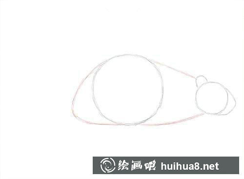海貍頭部與身體