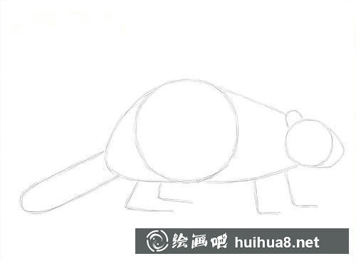 海貍四肢