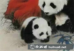 熊貓丙烯畫(huà)教程入門(mén)技巧