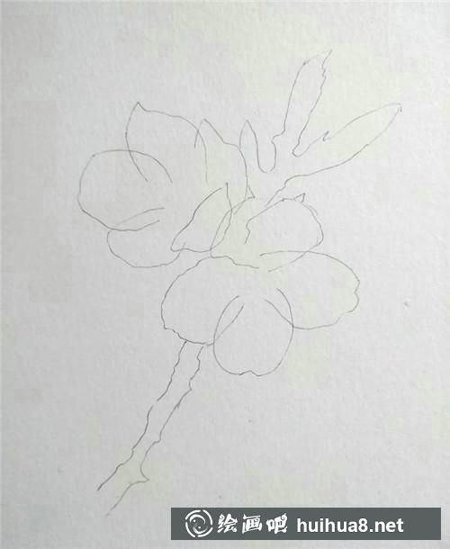 櫻花線稿