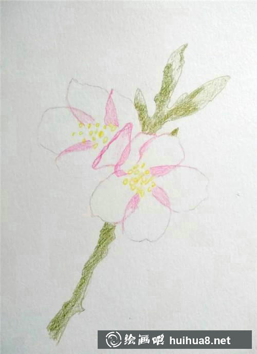 櫻花上色