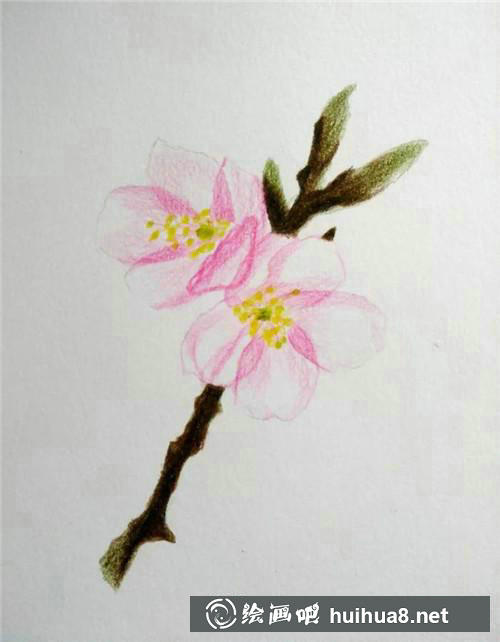 櫻花加深