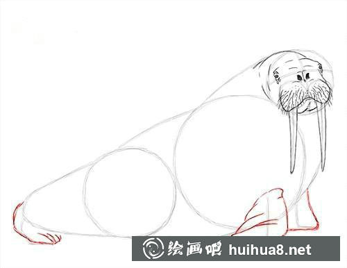海象素描教程4
