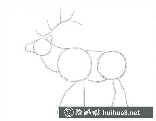 麋鹿素描步驟2