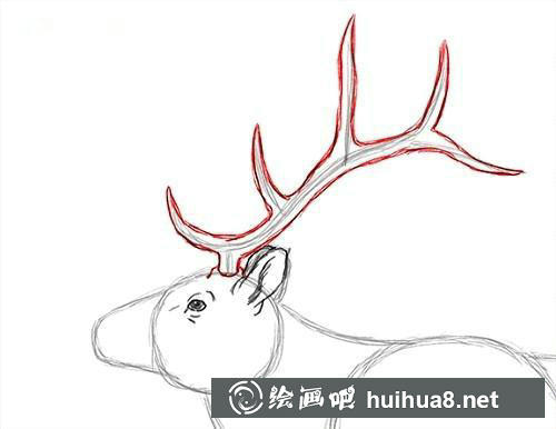 麋鹿素描步驟3