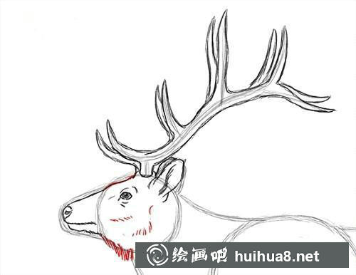 麋鹿素描步驟4
