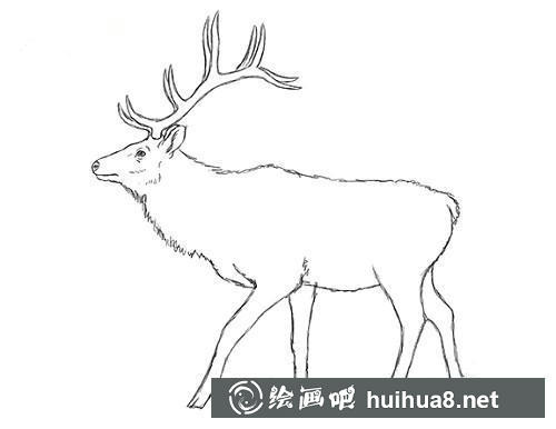 麋鹿素描步驟6