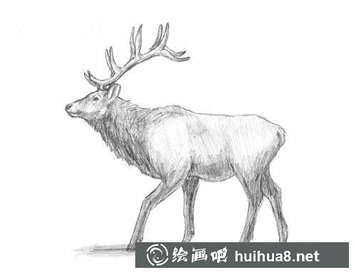 麋鹿素描步驟7