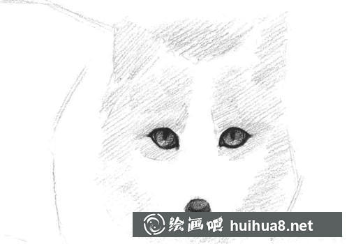 雪狐素描畫(huà)步驟2