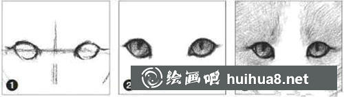 雪狐素描畫(huà)步驟3