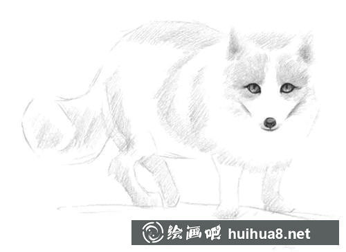雪狐素描畫(huà)步驟4